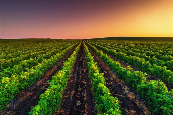 Beautiful Sunset over vineyard field in Europe — Stock Photo, Image