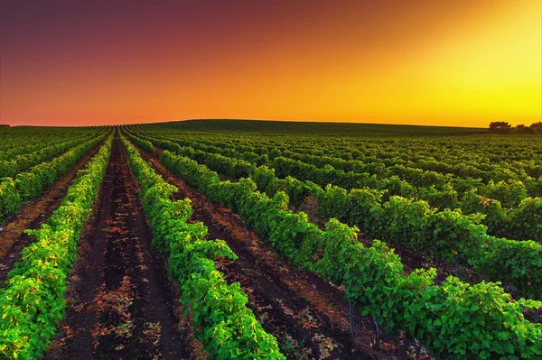 Beautiful Sunset over vineyard field in Europe Stock Picture