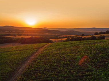 Avrupa'nın bağ üzerinde güzel gün batımı