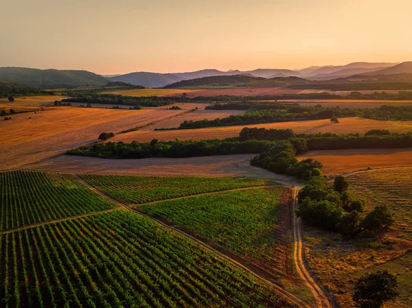 Un magnifique coucher de soleil sur le vignoble en Europe, vue aérienne — Photo