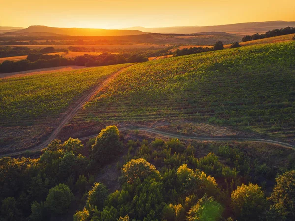 Hermosa puesta de sol sobre el viñedo en Europa, vista aérea . —  Fotos de Stock
