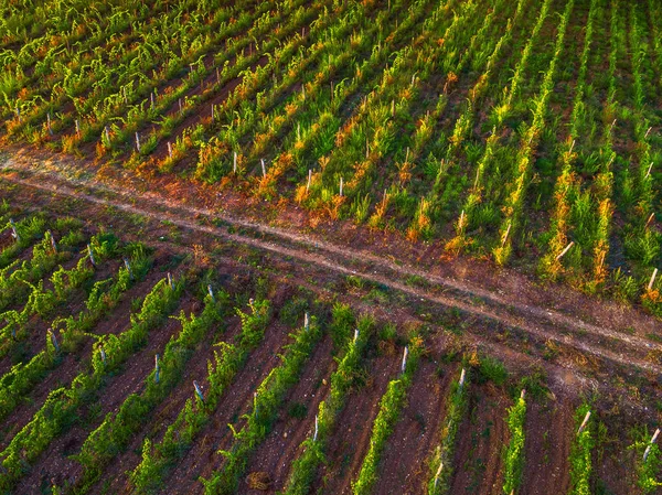 Vista aérea sobre a vinha na Europa, pôr do sol dourado — Fotografia de Stock