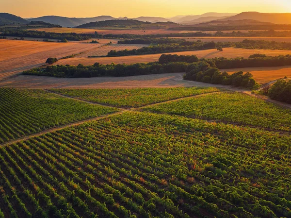 Un magnifique coucher de soleil sur le vignoble en Europe — Photo