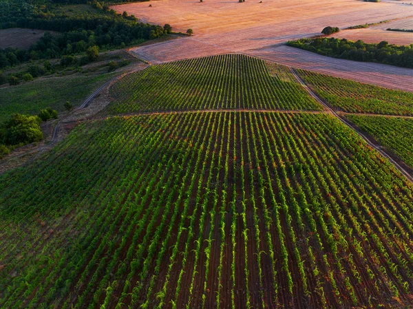 Вид с воздуха на виноградник в Европе — стоковое фото