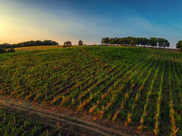 Wunderschöner Sonnenuntergang über Weinbergen in Europa, Luftaufnahme — Stockfoto