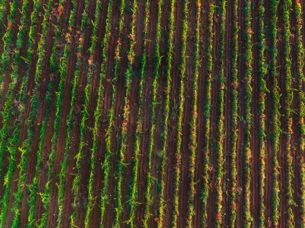 Vista aérea sobre el viñedo en Europa —  Fotos de Stock