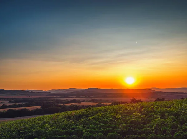 Гарний захід сонця над виноградник в Європі, пташиного польоту — стокове фото