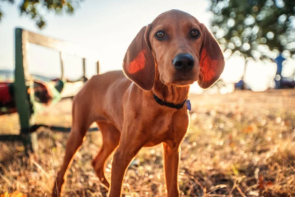 Filhote de cachorro cão engraçado em um campo de perto retrato — Fotografia de Stock