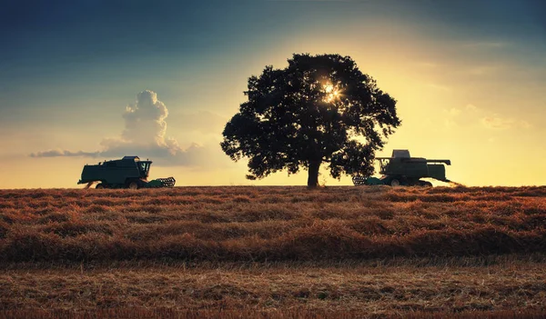 Mähdrescher bei der Arbeit in einem Weizenfeld bei Sonnenuntergang. lo — Stockfoto