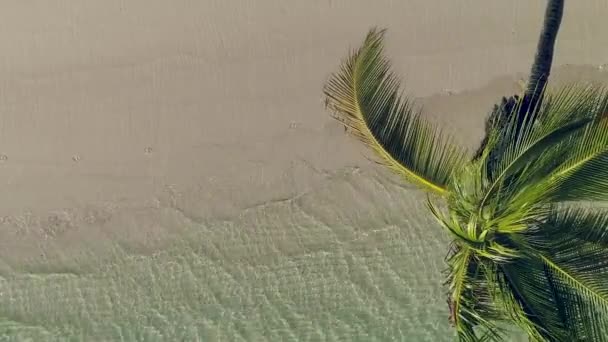 Coconut palm tree on tropical island beach and sea waves, aerial video — Stock Video