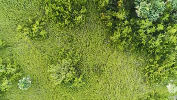 Tropisch groene-regenwoud in de buurt van de golfbaan in Punta Cana, Dominikaanse Republiek, luchtfoto video — Stockvideo