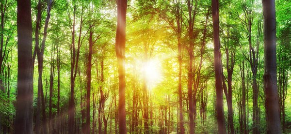 Panorama of green mountain forest with the sunlight through the 