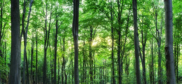 Panorama de bosque montañoso verde con la luz del sol a través de los árboles como fondo — Foto de Stock