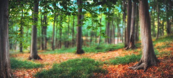 Panorama de bosque montañoso verde y árboles viejos — Foto de Stock