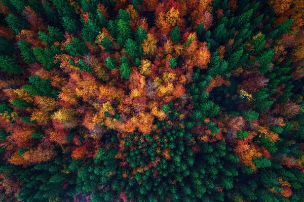 Flygfoto över hösten skogen — Stockfoto