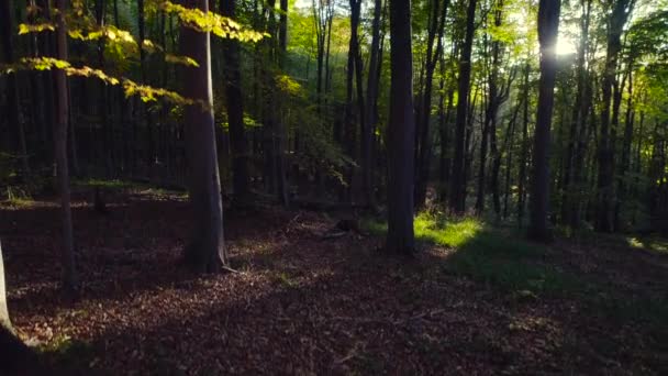Воздушное видео осенних лесных деревьев в горах. Природа зеленый лес солнечные лучи . — стоковое видео