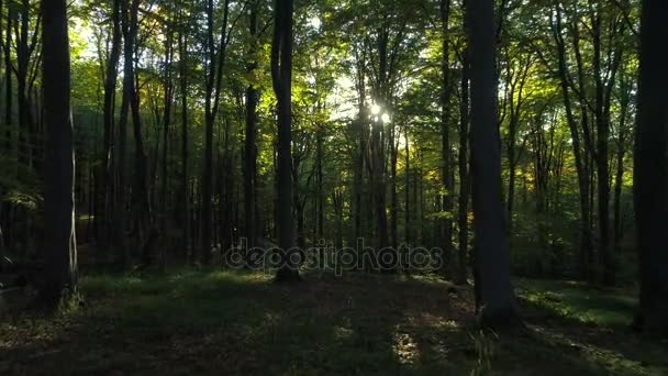 Video aereo degli alberi della foresta autunnale in montagna. Natura verde legno sunlight sfondi . — Video Stock