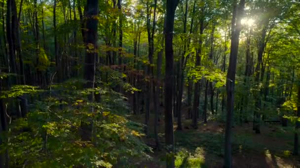 Воздушное видео осенних лесных деревьев в горах. Природа зеленый лес солнечные лучи . — стоковое видео