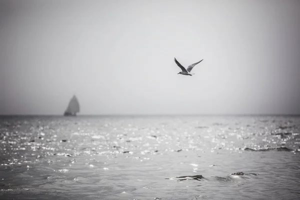 Régate d'oiseaux volants et voiliers à voiles blanches — Photo