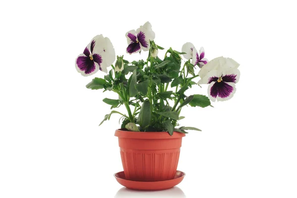 Beautiful violet flower in pot isolated on white background — Stock Photo, Image