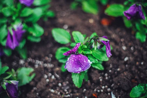 Bahçe içinde bahar yakın çekim çiçek açan Violet. Doğa arka plan — Stok fotoğraf