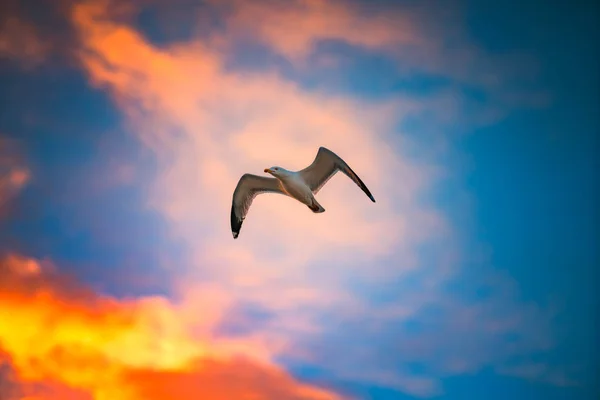Летящая чайка в небе с облаками — стоковое фото