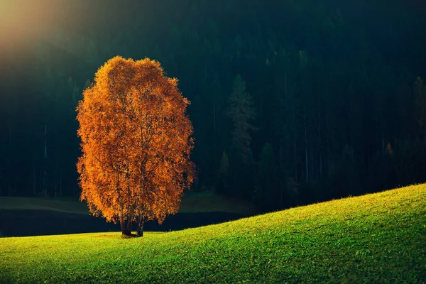 Jesienne drzew i liści pomarańczy. Upadek. Jesienny Park. Włochy — Zdjęcie stockowe