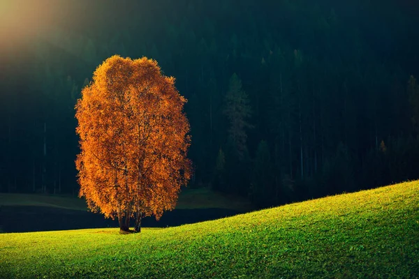 Alberi autunnali e foglie d'arancio. Caduta. Parco autunnale. Italia — Foto Stock