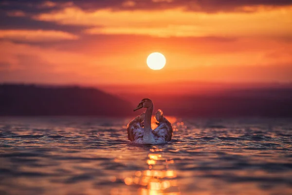 Zwanen in de zee en de prachtige zonsondergang — Stockfoto