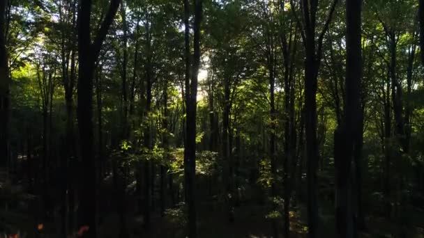 Árboles Bosque Otoñal Montaña Madera Verde Luz Solar Como Fondos — Vídeos de Stock