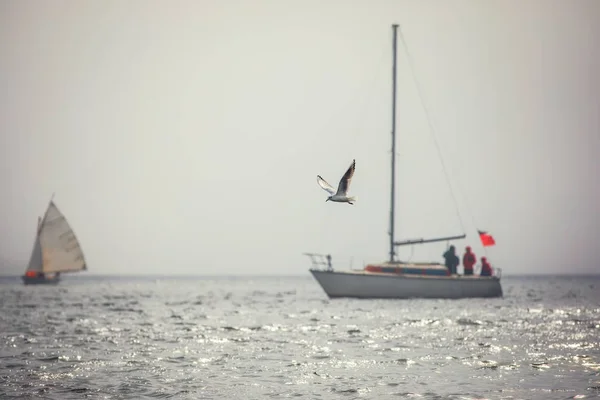 Sailing Boats Regatta White Sails Sea — Stock Photo, Image