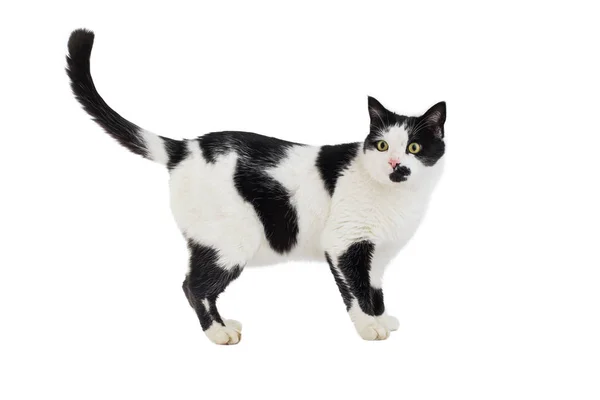 Beautiful black and white cat isolated on a white — Stock Photo, Image