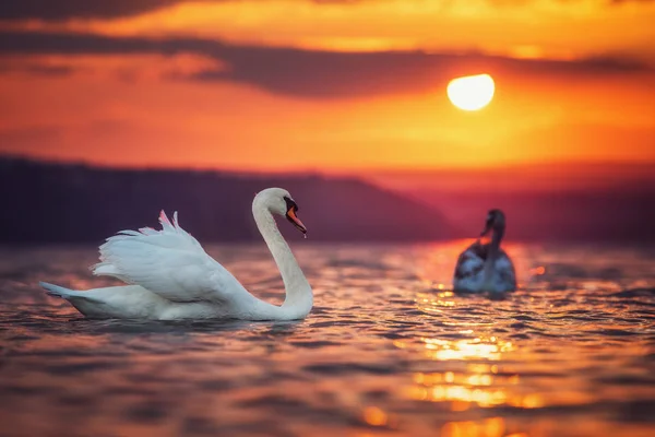 Лебеди в море и красивый закат — стоковое фото