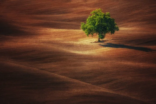 Lonely green tree in the wave field. Agricultural meadow. — Stock Photo, Image