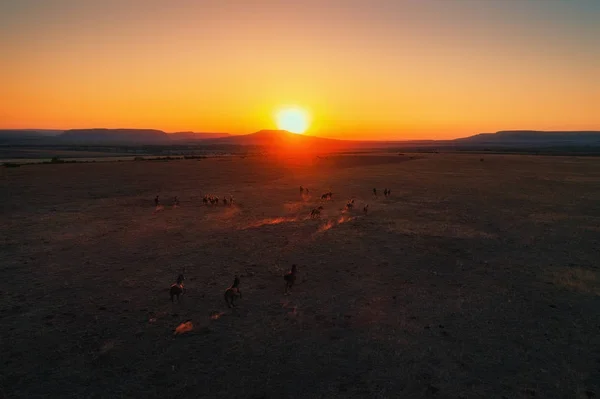 Вид з повітря на коричневих коней, що бігають на фоні заходу сонця — стокове фото