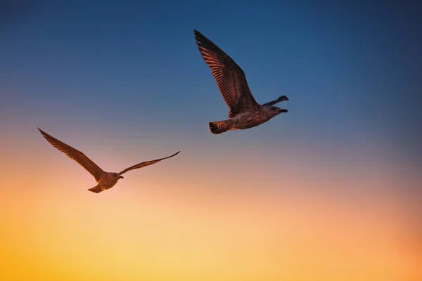 日の出空を飛ぶカモメ — ストック写真
