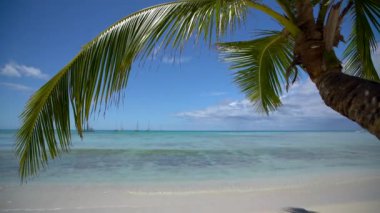 Palmiye ağacı yaprak ve tropikal kumlu plaj. Punta Cana, Dominik Cumhuriyeti