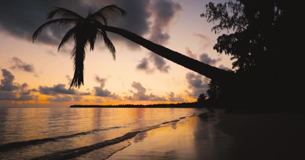 Схід Сонця Над Тропічний Острів Beach Palm Дерево Пунта Кана — стокове відео