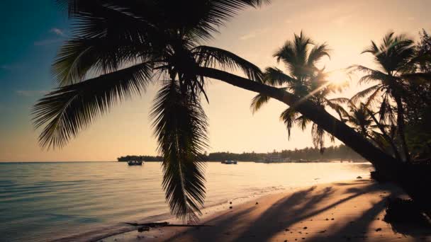 热带海岛海滩 加勒比海和美丽的绿色棕榈树的日出 — 图库视频影像