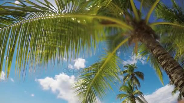 Palm Tree Löv Och Sandstranden Ligger Tropisk Strand Wistle Fågelsång — Stockvideo