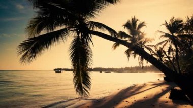 Tropik gündoğumu ve palmiye ağacı yaprağına Island beach. Punta Cana, Dominik Cumhuriyeti