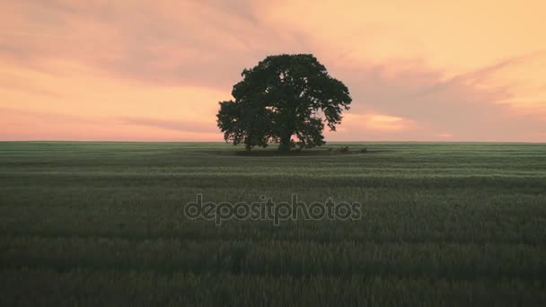 Pôr Sol Sobre Campo Trigo Verde Árvore Solitária Vídeo Aéreo — Vídeo de Stock