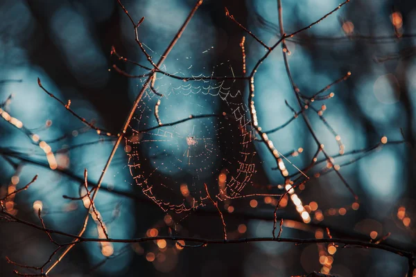 Spiderweb con gocce di rugiada su sfondo blu — Foto Stock