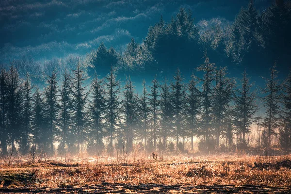 Luce del sole nella foresta verde la mattina presto — Foto Stock