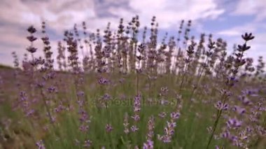 Mavi bir gökyüzü ve bulutlar arka plan Provence Fransa'da bir alandaki çiçeklenme lavanta çiçek kapat