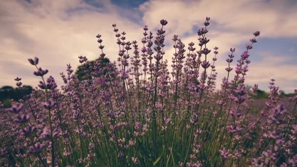 Arbustos Flores Lavanda Florescendo Campo Pôr Sol Provence França Fecha — Vídeo de Stock