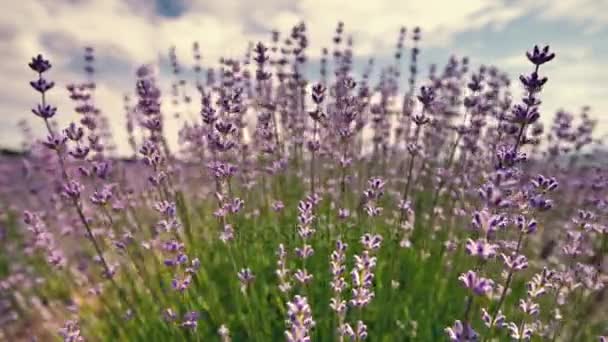 盛开的薰衣草花关闭在一个领域在普罗旺斯法国对蓝天白云背景 — 图库视频影像