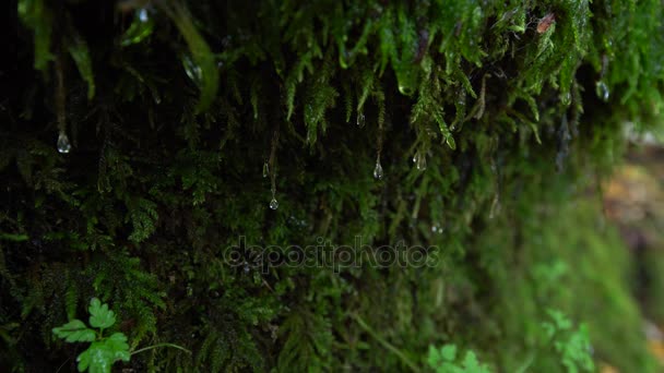 Une goutte d'eau coulant sur la mousse poussant sur le côté de la roche. Mousse verte avec vidéo gouttelette d'eau . 