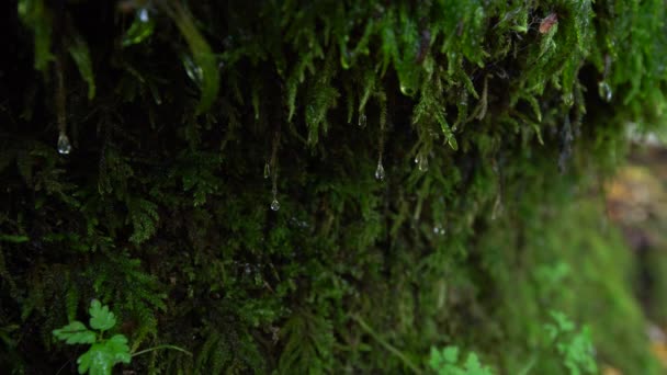 水滴が岩の側面に成長している Moss を実行しています 緑の水滴ビデオ — ストック動画