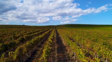 Valley, Europe bağ alanları üzerinden günbatımı hava görünümünü. Video